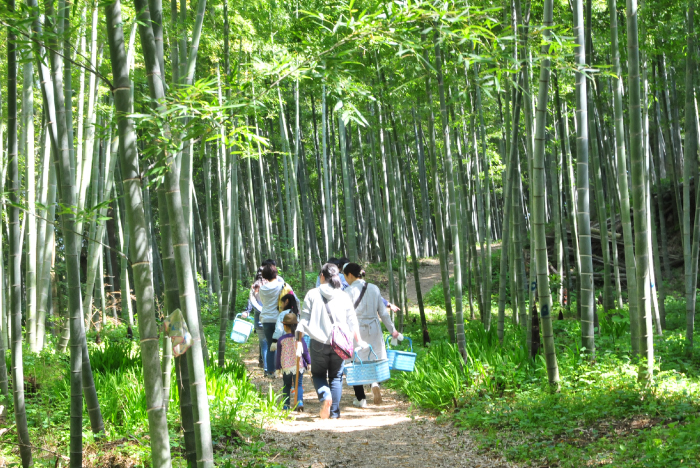 「観光竹の子園」で竹の子狩りを楽しもう！